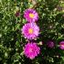 Aster novi-belgii 'Karminkuppel' - astra novobelgická  'Karminkuppel'