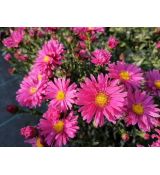 Aster novi-belgii 'Royal Ruby' - astra novobelgická 'Royal Ruby'