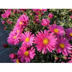 Aster novi-belgii 'Royal Ruby' - astra novobelgická 'Royal Ruby'