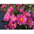 Aster novi-belgii 'Royal Ruby' - astra novobelgická 'Royal Ruby'