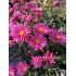 Aster novi-belgii 'Royal Ruby' - astra novobelgická 'Royal Ruby'