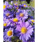 Aster novi-belgii 'Royal Velvet' - astra novobelgická 'Royal Velvet'