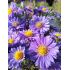 Aster novi-belgii 'Royal Velvet' - astra novobelgická 'Royal Velvet'