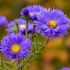 Aster novi-belgii 'Royal Velvet' - astra novobelgická 'Royal Velvet'