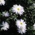 Aster novi-belgii 'Zauberspiel' - astra novobelgická 'Zauberspiel'