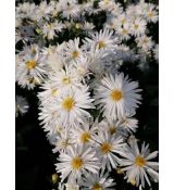 Aster novi-belgii 'Zauberspiel' - astra novobelgická 'Zauberspiel'