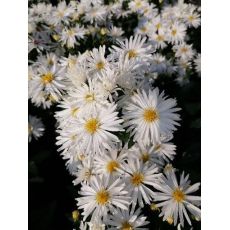 Aster novi-belgii 'Zauberspiel' - astra novobelgická 'Zauberspiel'