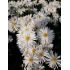 Aster novi-belgii 'Zauberspiel' - astra novobelgická 'Zauberspiel'
