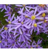 Aster sedifolius 'Nanus' - astra 'Nanus'