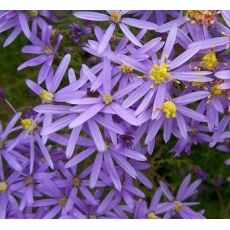 Aster sedifolius 'Nanus' - astra 'Nanus'