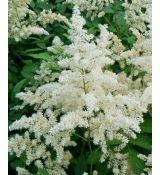 Astilbe × arendsii 'Brautschleier' - astilba arendsova 'Brautschleier'