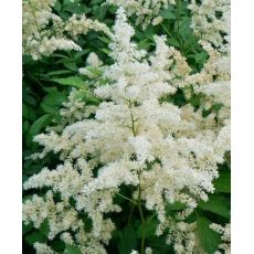 Astilbe × arendsii 'Brautschleier' - astilba arendsova 'Brautschleier'