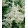 Astilbe × arendsii 'Brautschleier' - astilba arendsova 'Brautschleier'