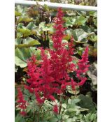 Astilbe × arendsii 'Fanal' - astilba arendsova 'Fanal'