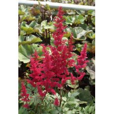 Astilbe × arendsii 'Fanal' - astilba arendsova 'Fanal'