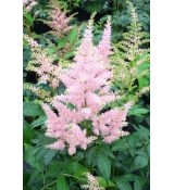 Astilbe × arendsii 'Peach Blossom' - astilba arendsova 'Peach Blossom'