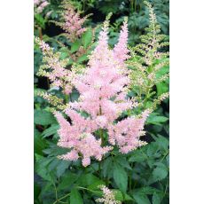 Astilbe × arendsii 'Peach Blossom' - astilba arendsova 'Peach Blossom'