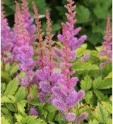 Astilbe chinensis var. pumila - astilba čínska pumila