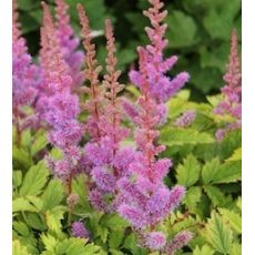 Astilbe chinensis var. pumila - astilba čínska pumila