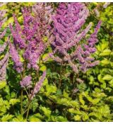 Astilbe 'Color Flash Lime' - astilba 'Color Flash Lime'