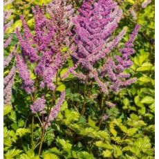 Astilbe 'Color Flash Lime' - astilba 'Color Flash Lime'