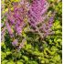 Astilbe 'Color Flash Lime' - astilba 'Color Flash Lime'