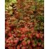 Astilbe 'Color Flash Lime' - astilba 'Color Flash Lime'