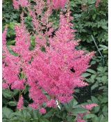 Astilbe × arendsii 'Rheinland'  - astilba arendsova 'Rheinland'