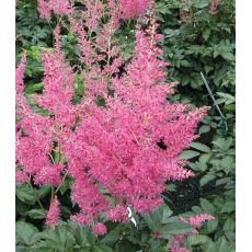 Astilbe × arendsii 'Rheinland'  - astilba arendsova 'Rheinland'