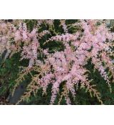 Astilbe simplicifolia 'Sprite' - astilba jednoducholistá 'Sprite'