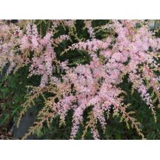 Astilbe simplicifolia 'Sprite' - astilba jednoducholistá 'Sprite'