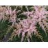 Astilbe simplicifolia 'Sprite' - astilba jednoducholistá 'Sprite'