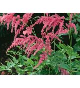 Astilbe thunbergii 'Rote Straussenfeder' - astilba 'Rote Straussenfeder'