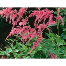 Astilbe thunbergii 'Rote Straussenfeder' - astilba 'Rote Straussenfeder'