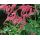 Astilbe thunbergii 'Rote Straussenfeder' - astilba 'Rote Straussenfeder'