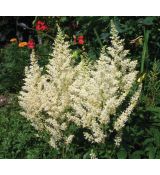 Astilbe × arendsii 'Astary White' - astilba arendsova 'Astary White'