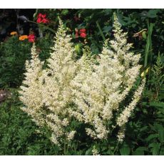 Astilbe × arendsii 'Astary White' - astilba arendsova 'Astary White'