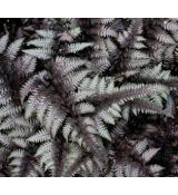 Athyrium niponicum 'Burgundy Lace' - papradka 'Burgundy Lace'