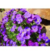 Aubrieta 'Kitte Blue' - tarička 'Kitte Blue'