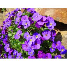 Aubrieta 'Kitte Blue' - tarička 'Kitte Blue'