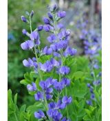 Baptisia australis - baptízia južná