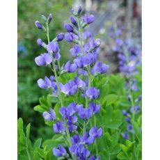 Baptisia australis - baptízia južná