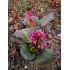 Bergenia cordifolia 'Rotblum' - bergénia srdcolistá 'Rotblum'