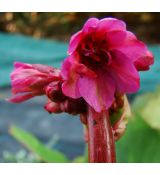 Bergenia cordifolia 'Rotblum' - bergénia srdcolistá 'Rotblum'