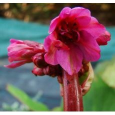 Bergenia cordifolia 'Rotblum' - bergénia srdcolistá 'Rotblum'
