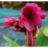 Bergenia cordifolia 'Rotblum' - bergénia srdcolistá 'Rotblum'