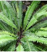 Blechnum spicant - rebrovka rôznolistá