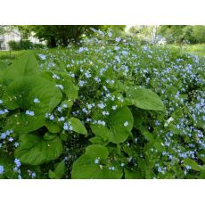 Brunnera macrophylla - brunera veľkolistá