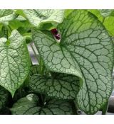 Brunnera macrophylla 'Alexander's Great' - brunera veľkolistá 'Alexander's Great'
