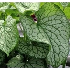 Brunnera macrophylla 'Alexander's Great' - brunera veľkolistá 'Alexander's Great'